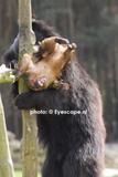 Sloth bear mauls and eats Barbary macaque monkey